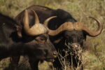 Thali Thali Game Lodge