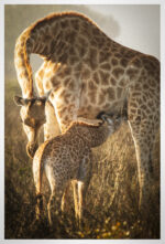 Thali Thali Game Lodge