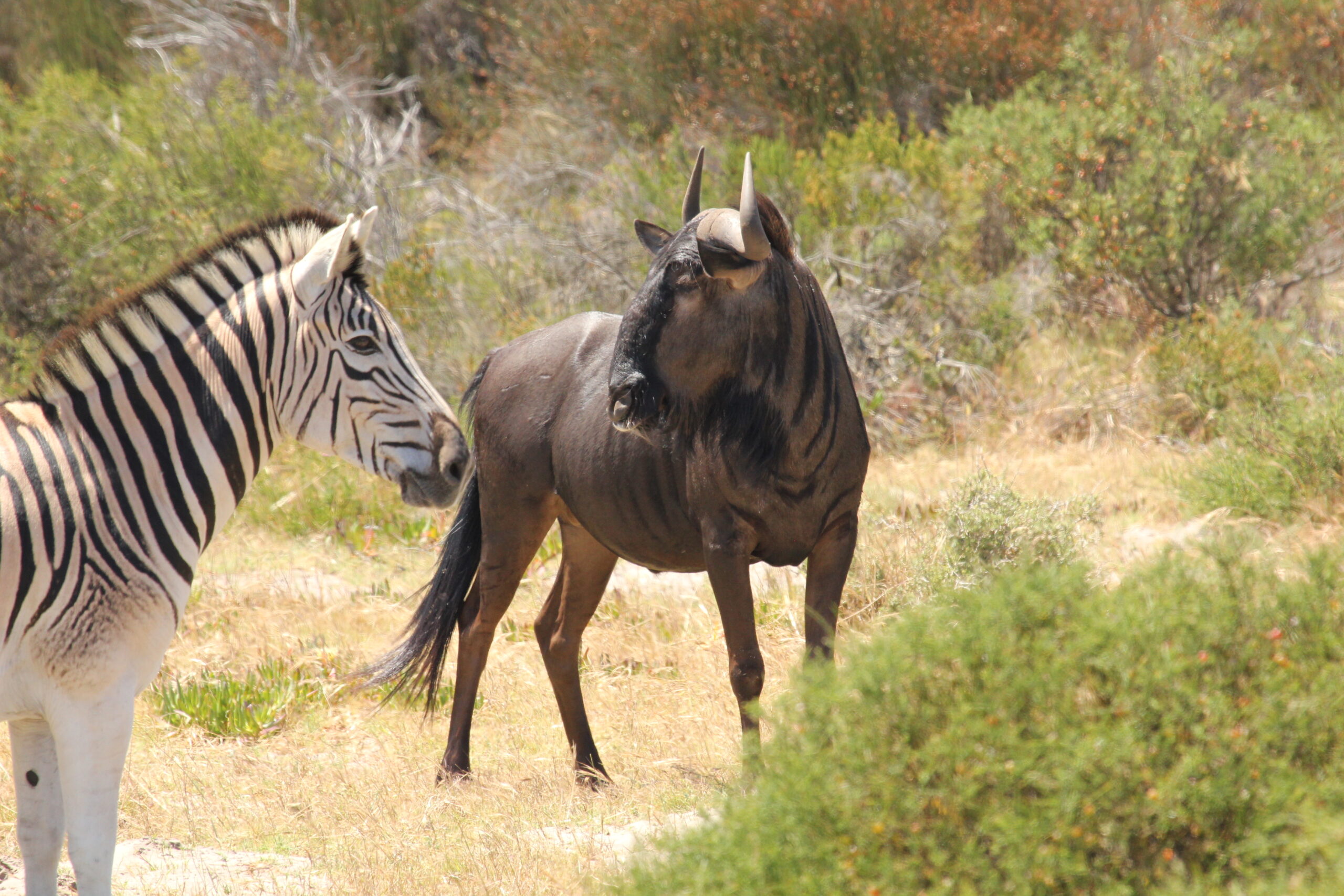 West Coast Safaris