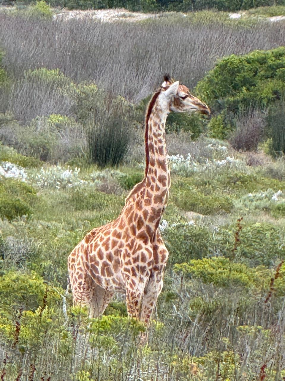 West Coast Safaris